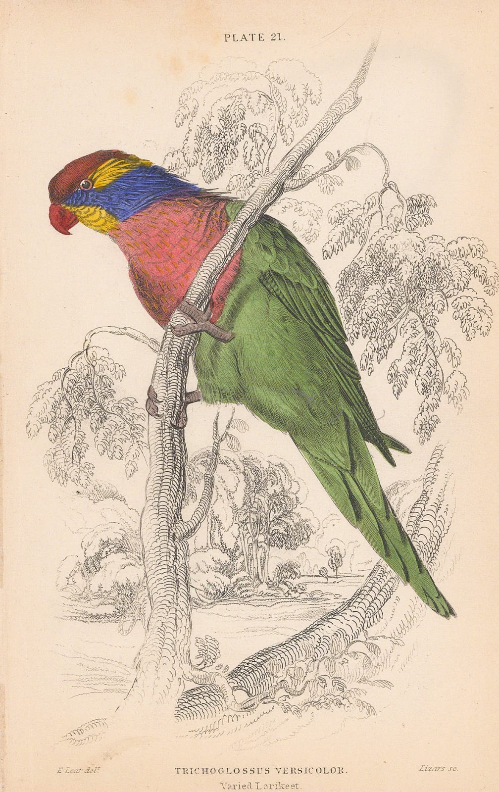 Sir William Jardine, Lorikeet, 1836