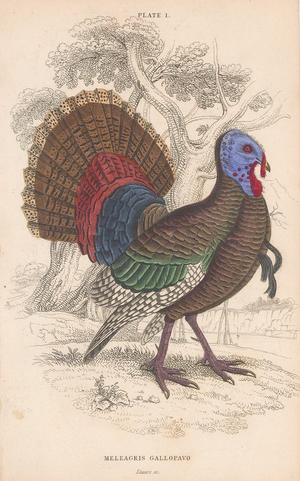 Sir William Jardine, Shooting - Wild Turkey, 1834