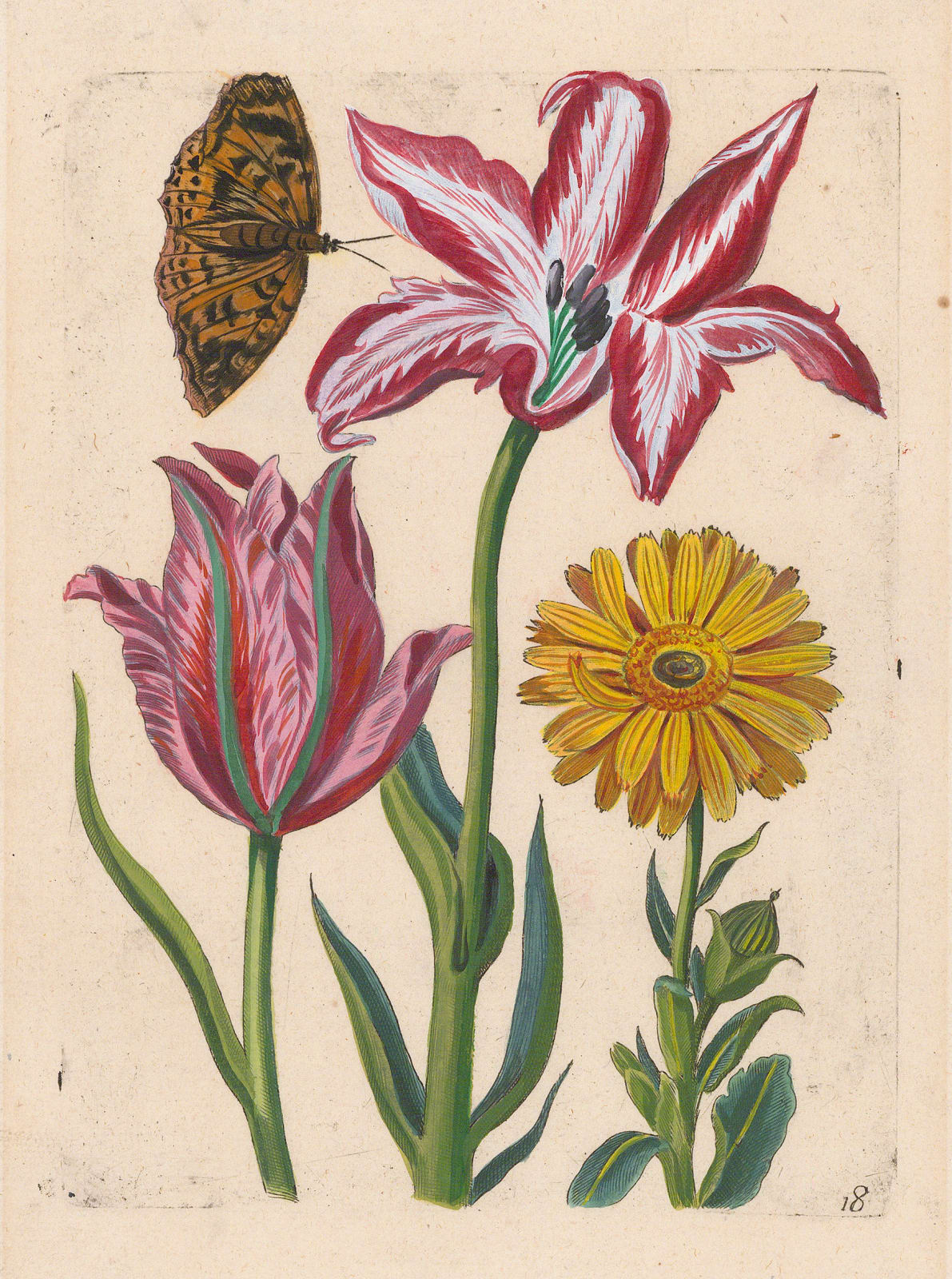 Theodore De Bry, Tulips, 1620 c.