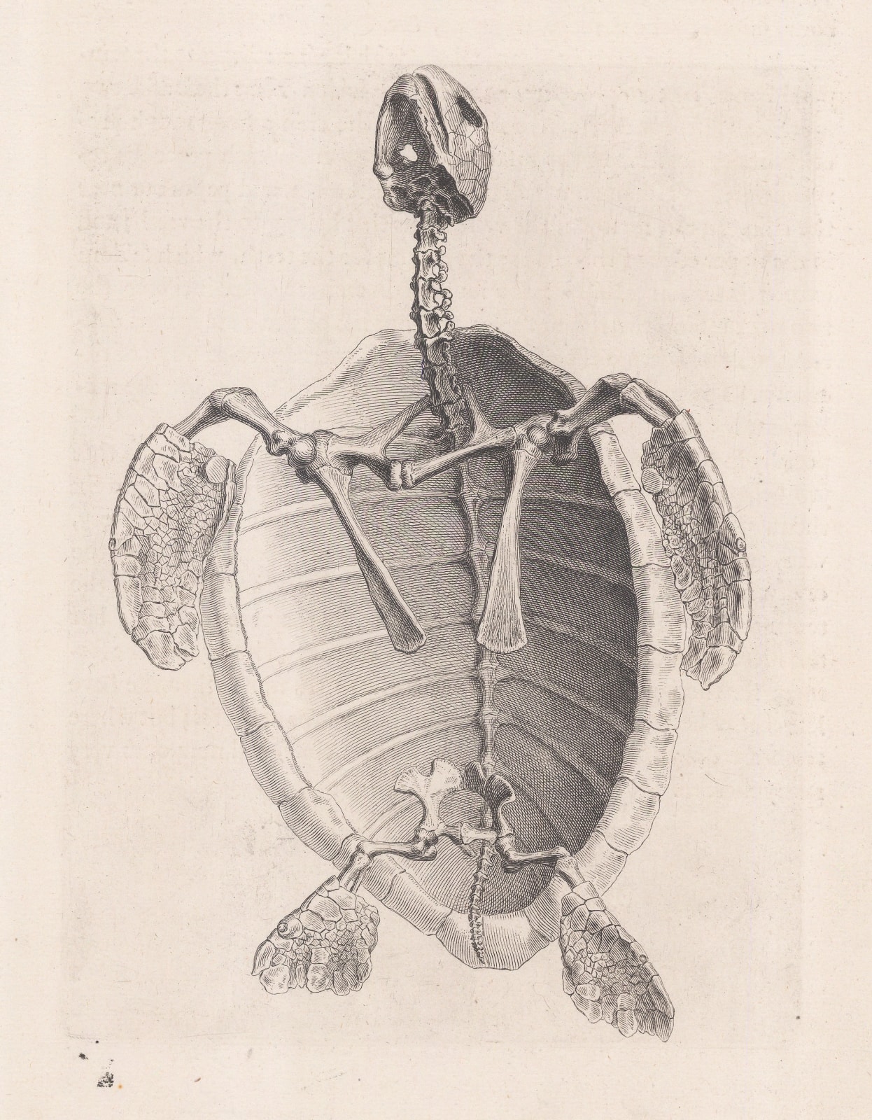 William Cheselden, Animal Anatomy - Turtle, 1733