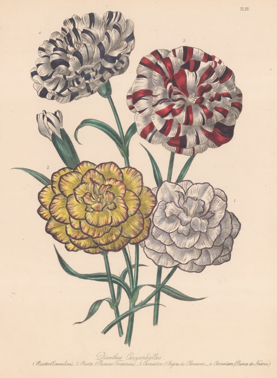 Jane Webb Loudon, Dianthus - Carnations, 1843 c.