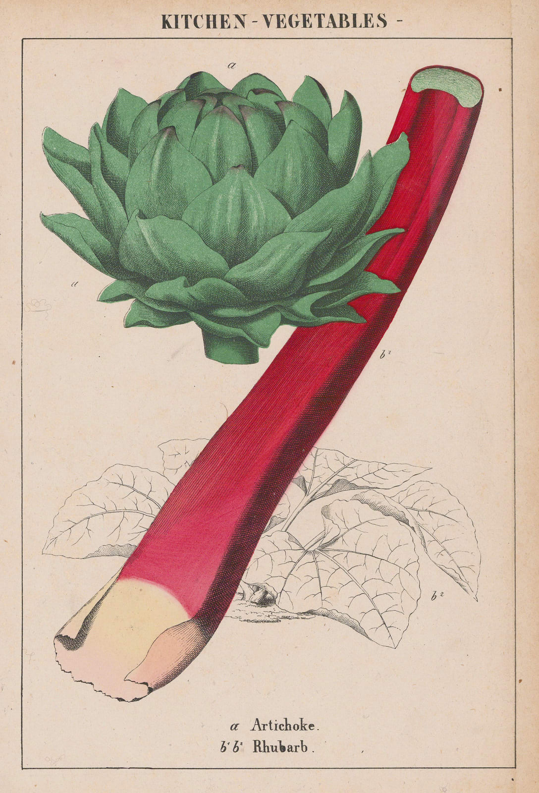 Charlotte Yonge, Vegetables - Artichoke and Rhubarb, 1863 c.