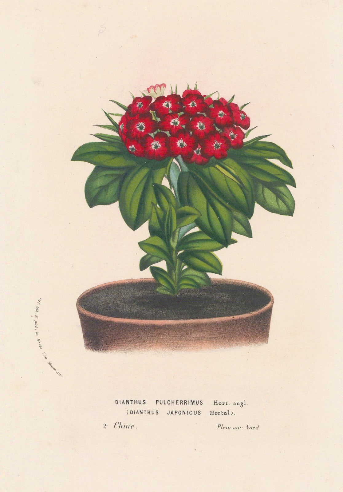 Louis van Houtte, Dianthus - Sweet William, 1856