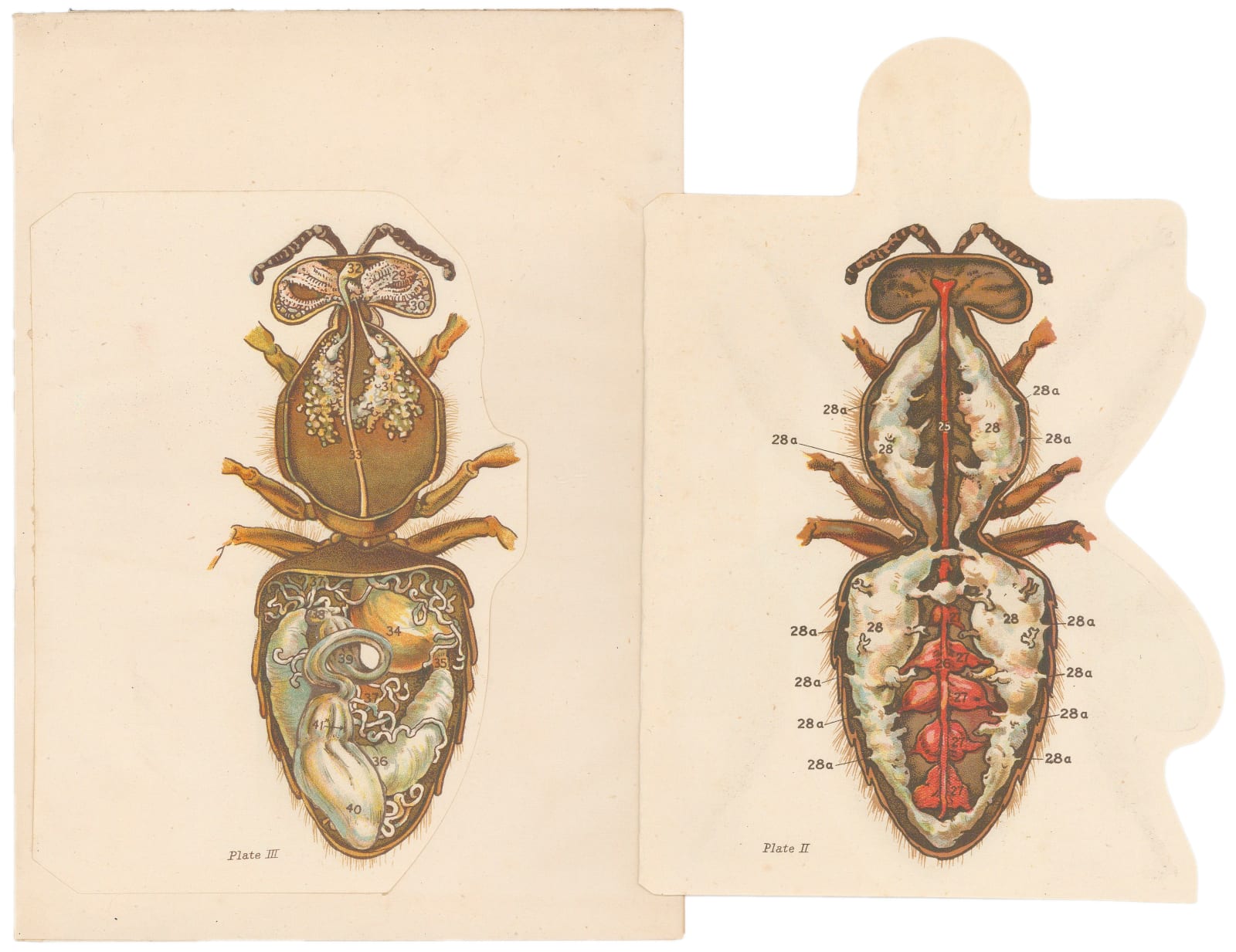 George Newnes Ltd, Bees - Bee Anatomy, 1951 c.