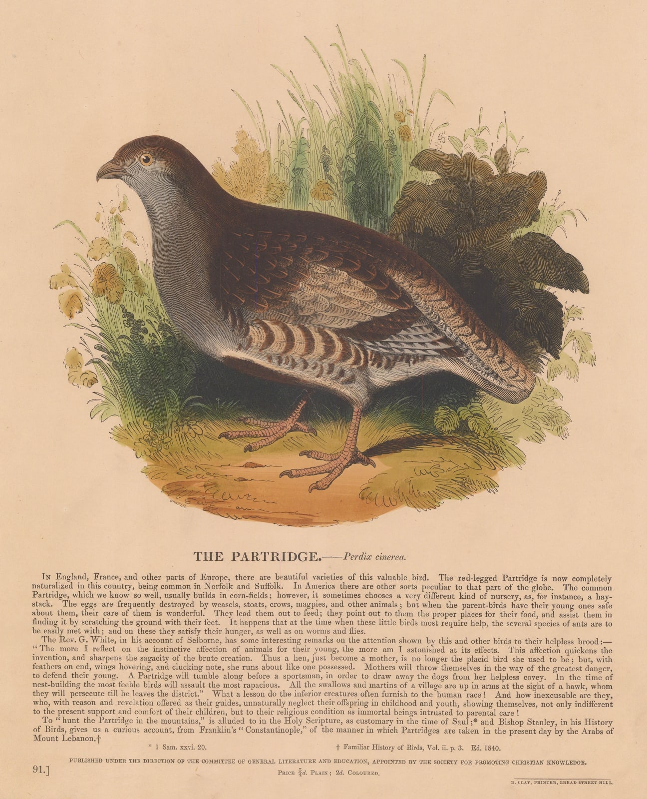 Society for Promoting Christian Knowledge (SPCK), Shooting - Partridge, 1857 c.
