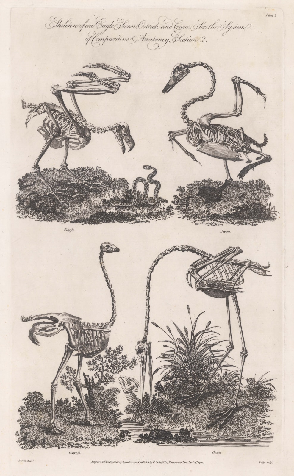Charles Cooke, Animal Anatomy - Crane, Eagle, Ostrich & Swan, 1789