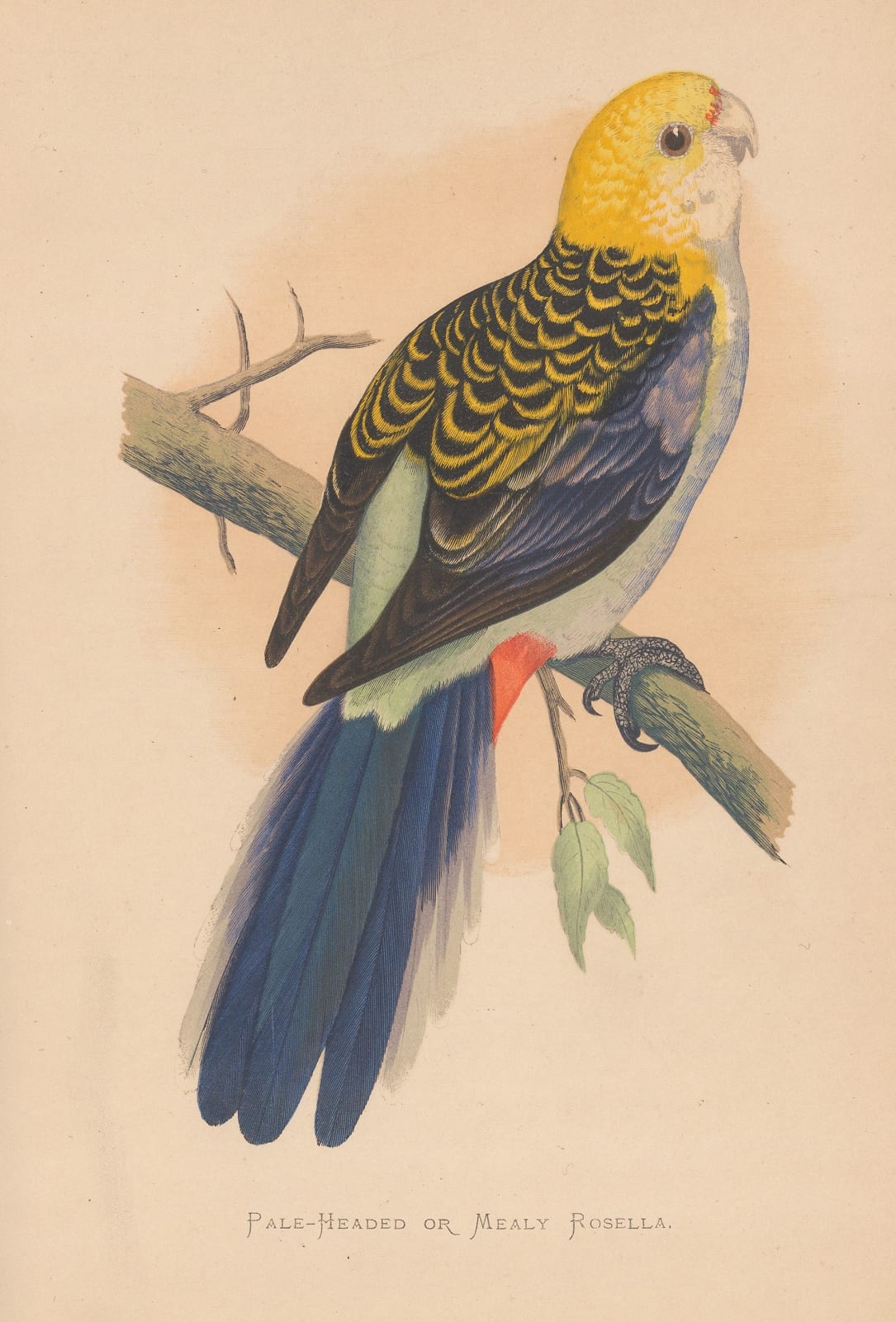 William Thomas Greene, Rosella, 1887