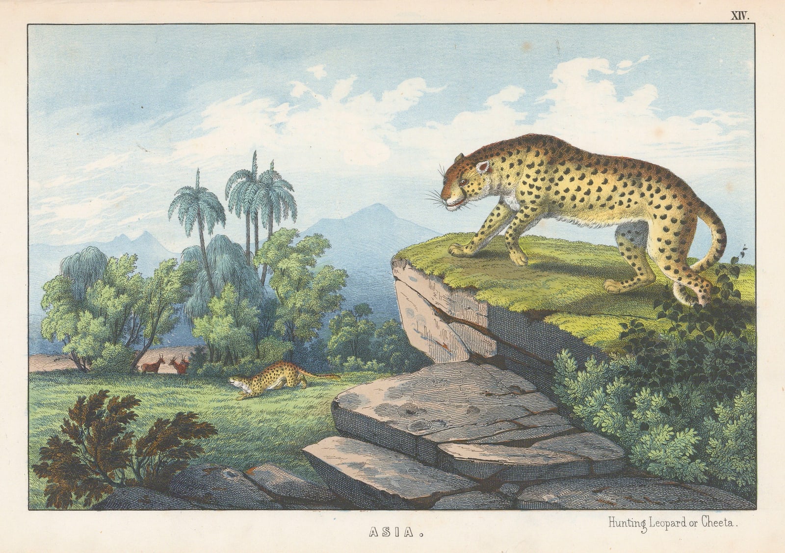 Edmonston & Douglas, Cheetah, 1862