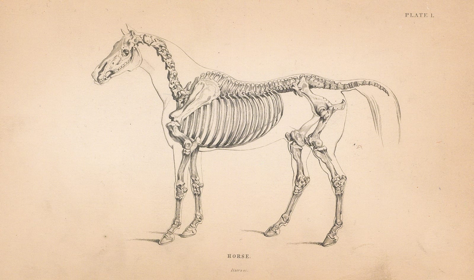 Sir William Jardine, Animal Anatomy - Horse Skeleton, 1843