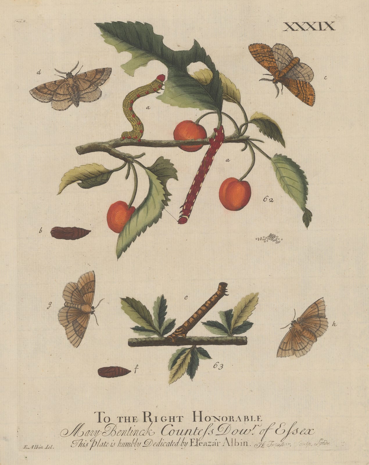 Eleazar Albin, Butterflies - Looper Caterpillar and Moth, 1749