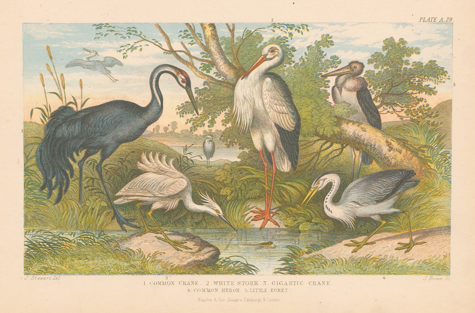 Oliver Goldsmith, Cranes, Stork, Heron and Egret, 1876