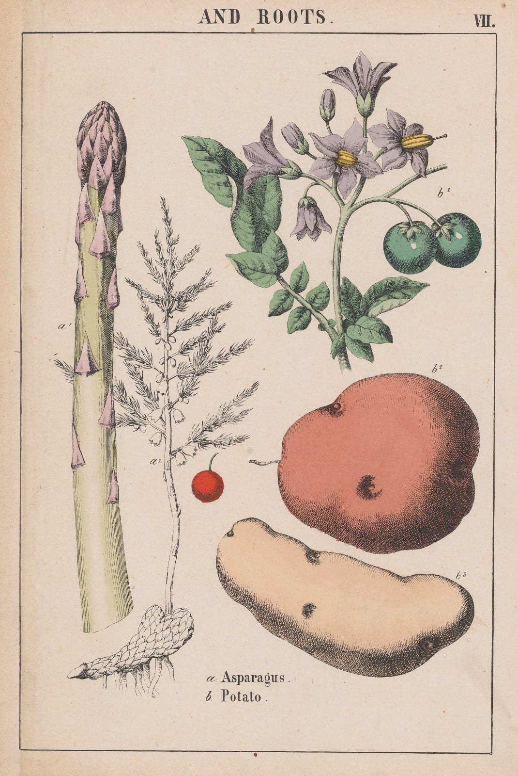 Charlotte Yonge, Vegetables - Asparagus and Potato, 1863 c.