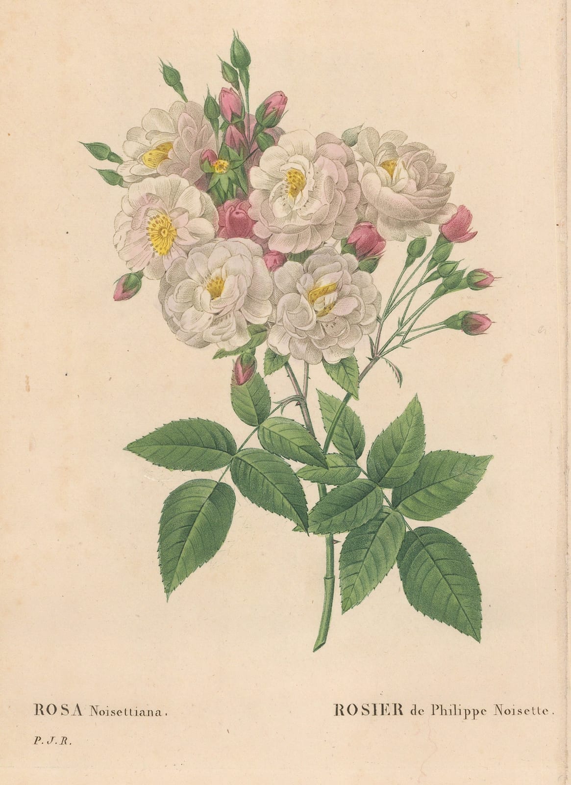 Pierre-Joseph Redoute, Rose - Blush Noisette Rose, 1824