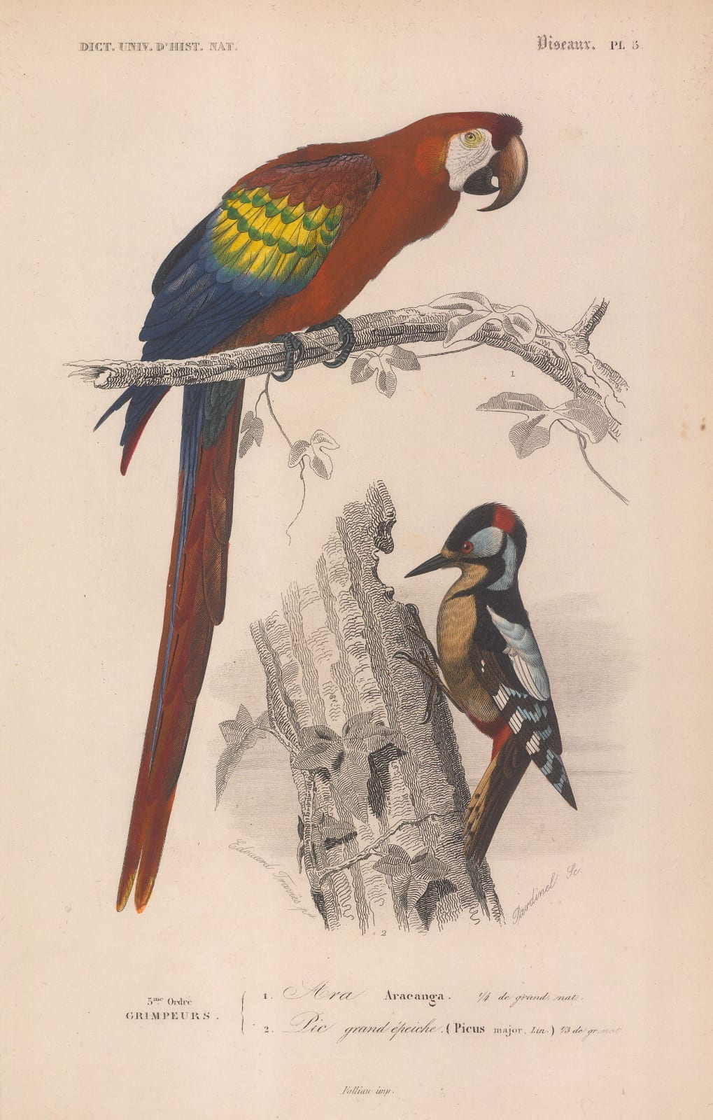 Charles d'Orbigny, Macaw and Woodpecker, 1849