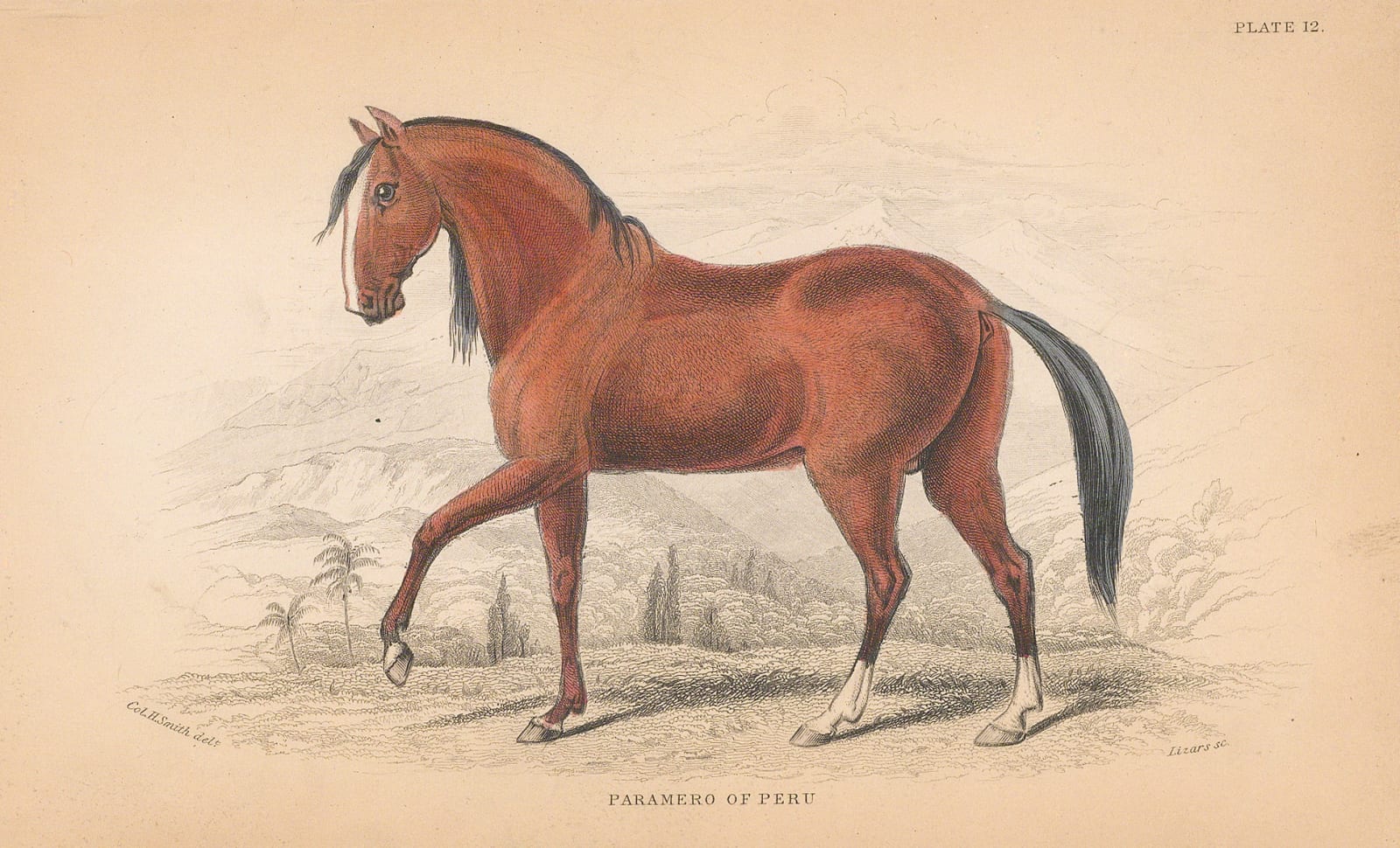 Sir William Jardine, Horses - Paramero of Peru, 1843
