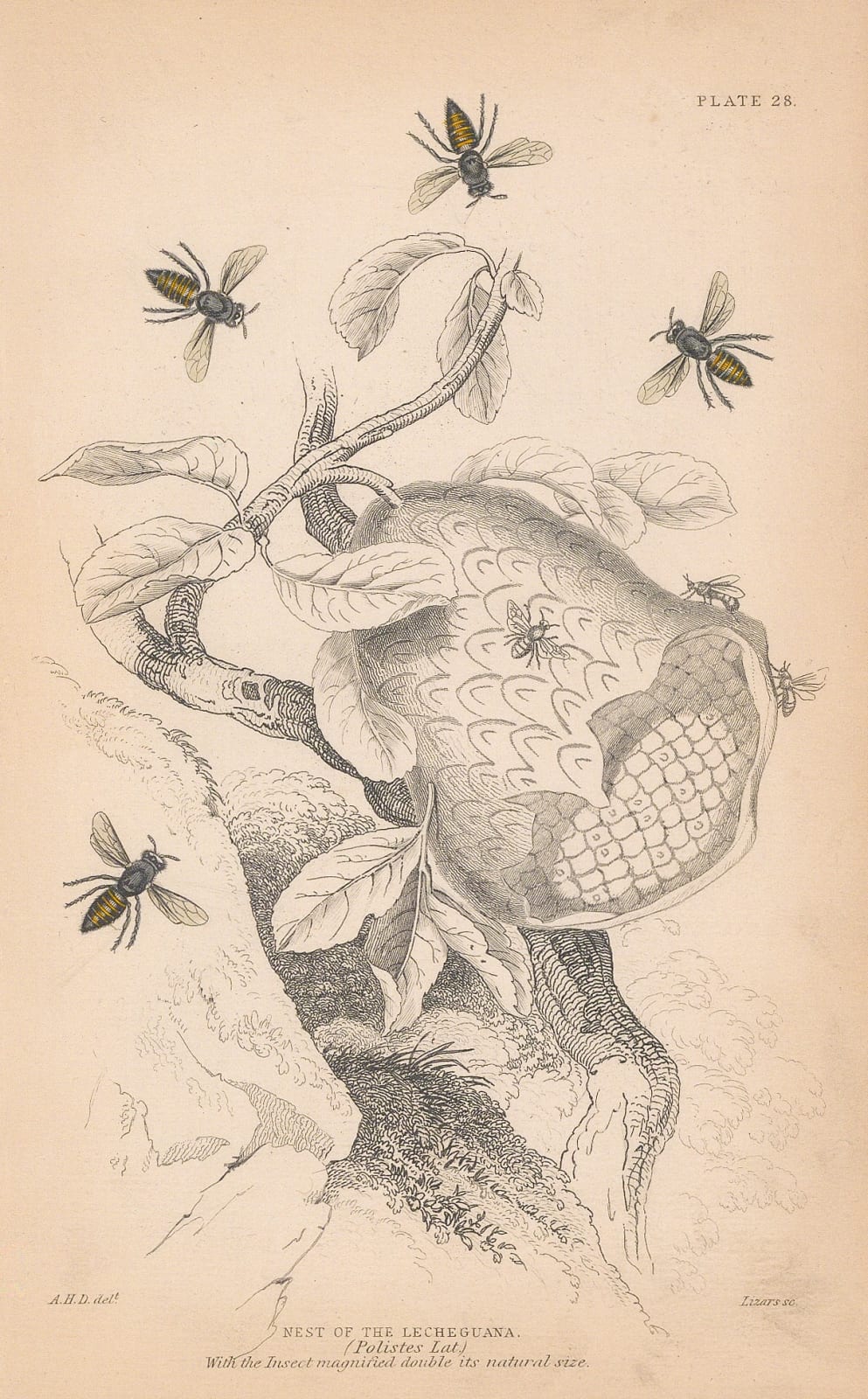 Sir William Jardine, Wasps - Paper Wasps, 1859
