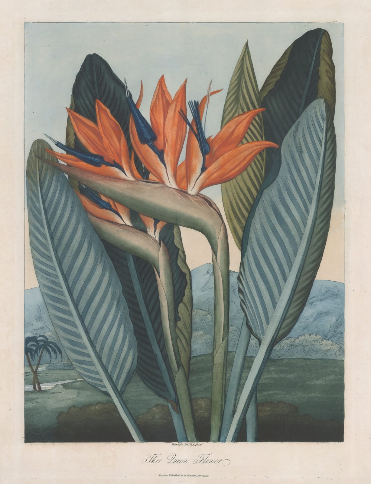 Dr. Robert Thornton, Bird of Paradise - Queen Flower, 1812