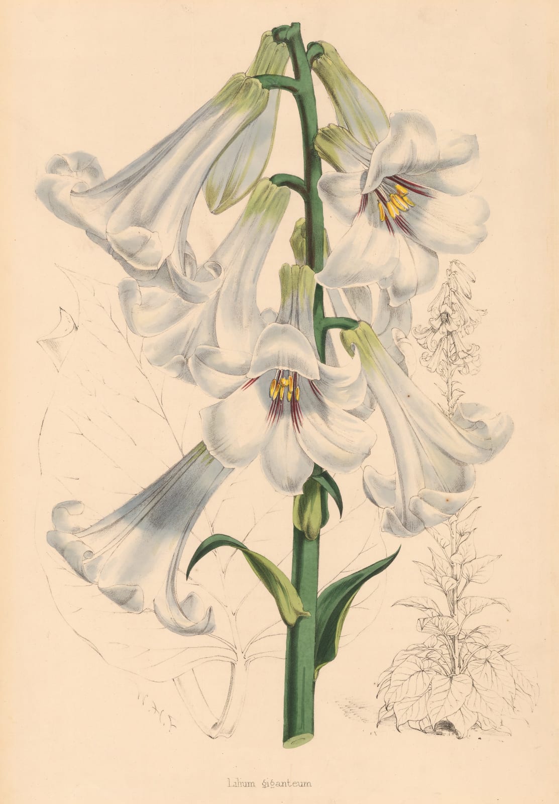 Walter Hood Fitch, Lily - Giant Himalayan Lily, 1880 c.