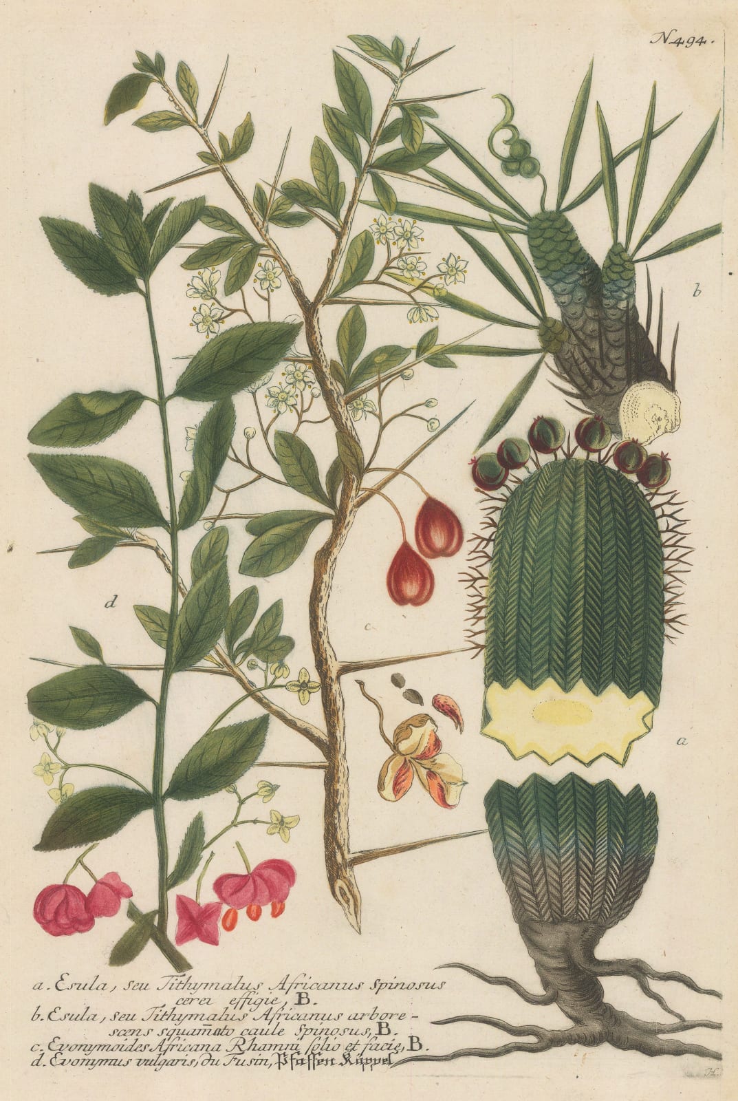 Johann Weinmann, Green Spurge and Staff Vine , 1740