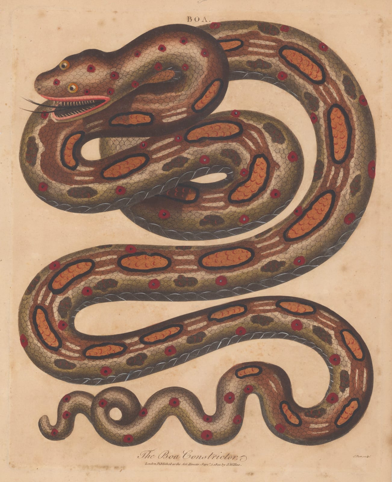 John Wilkes, Snake - Red tailed Boa, 1810