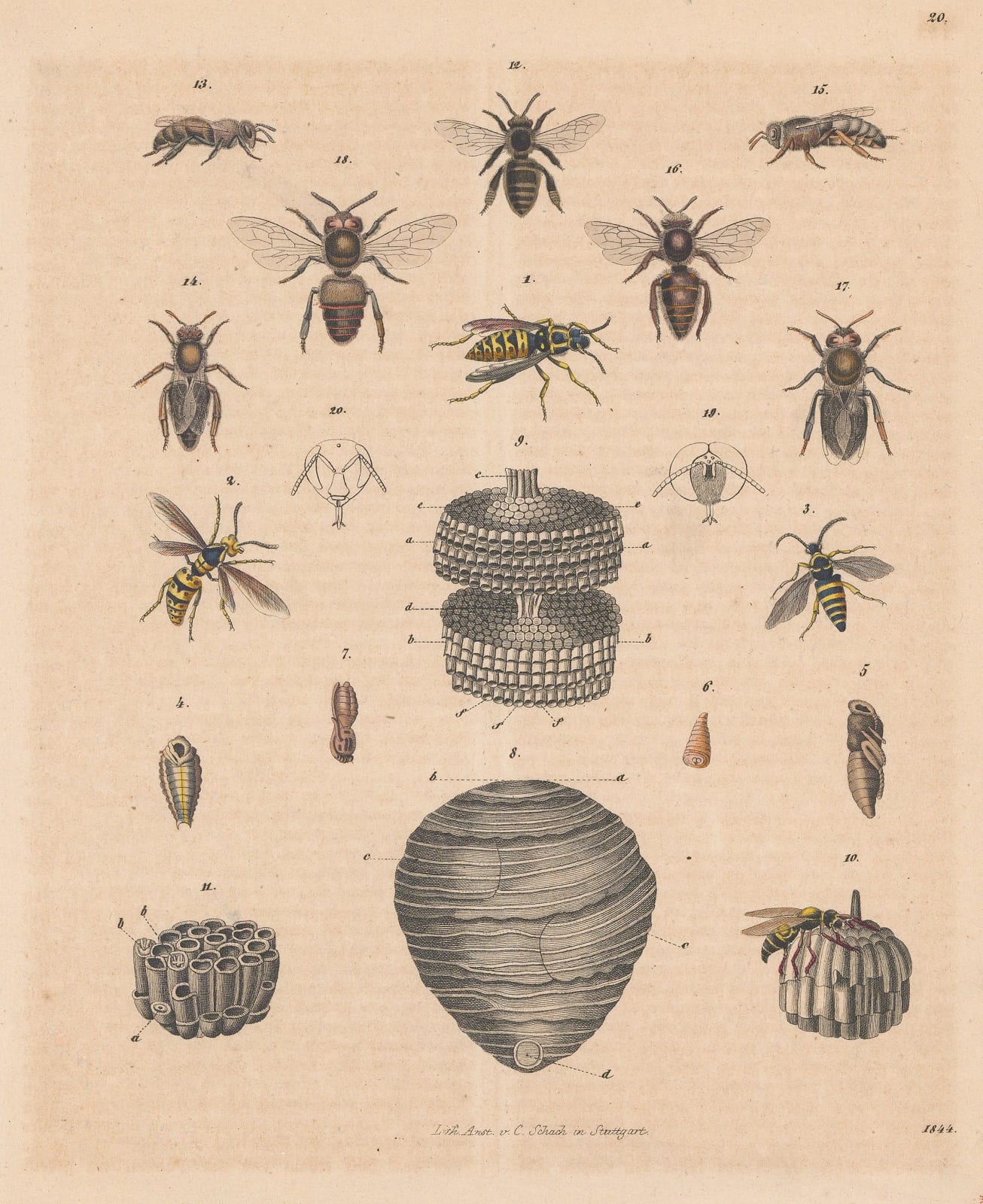 Carl Hoffmann, Wasps - Common and Wall Mason wasps, 1844