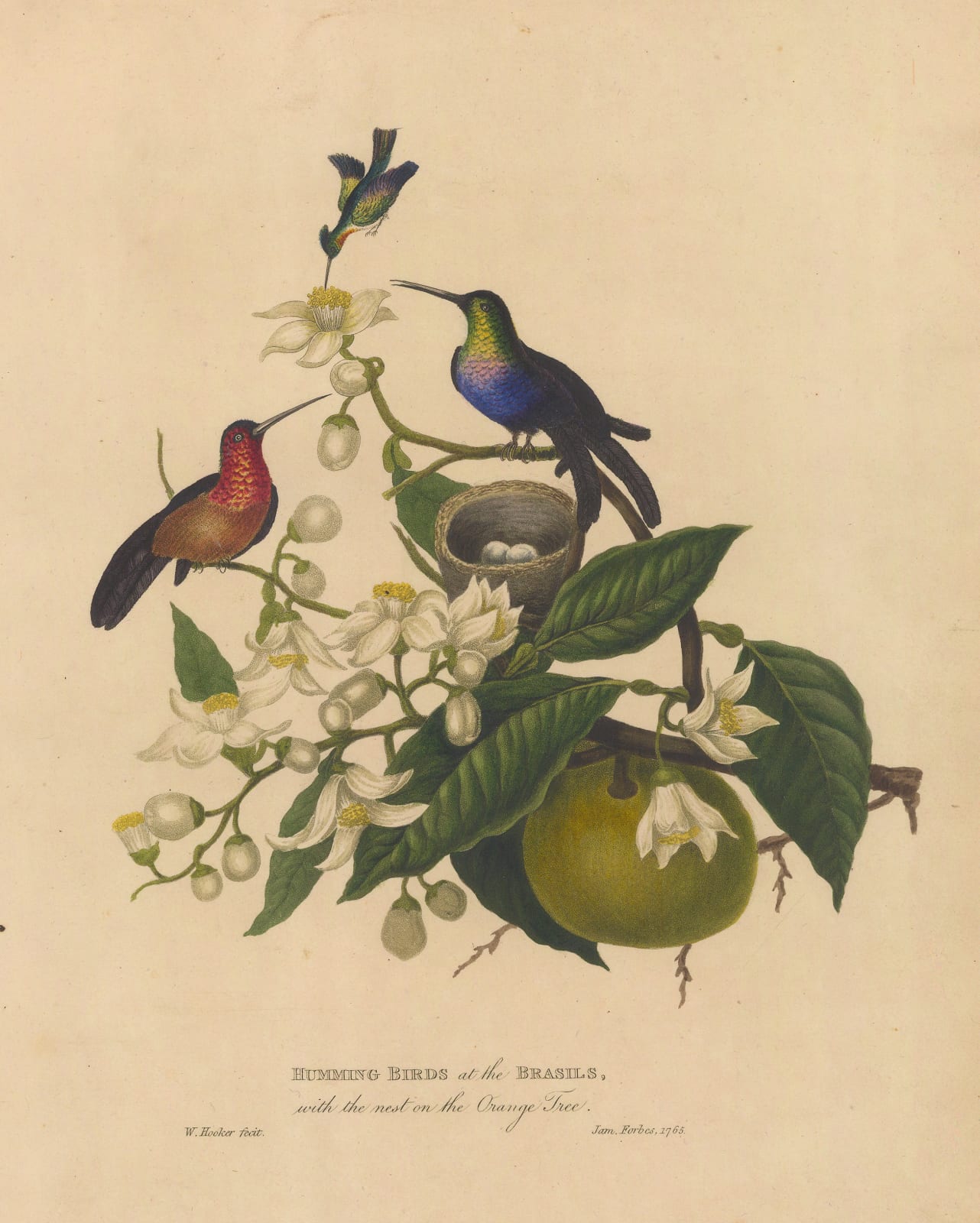 James Forbes, Brazilian Hummingbirds and Orange Tree , 1813