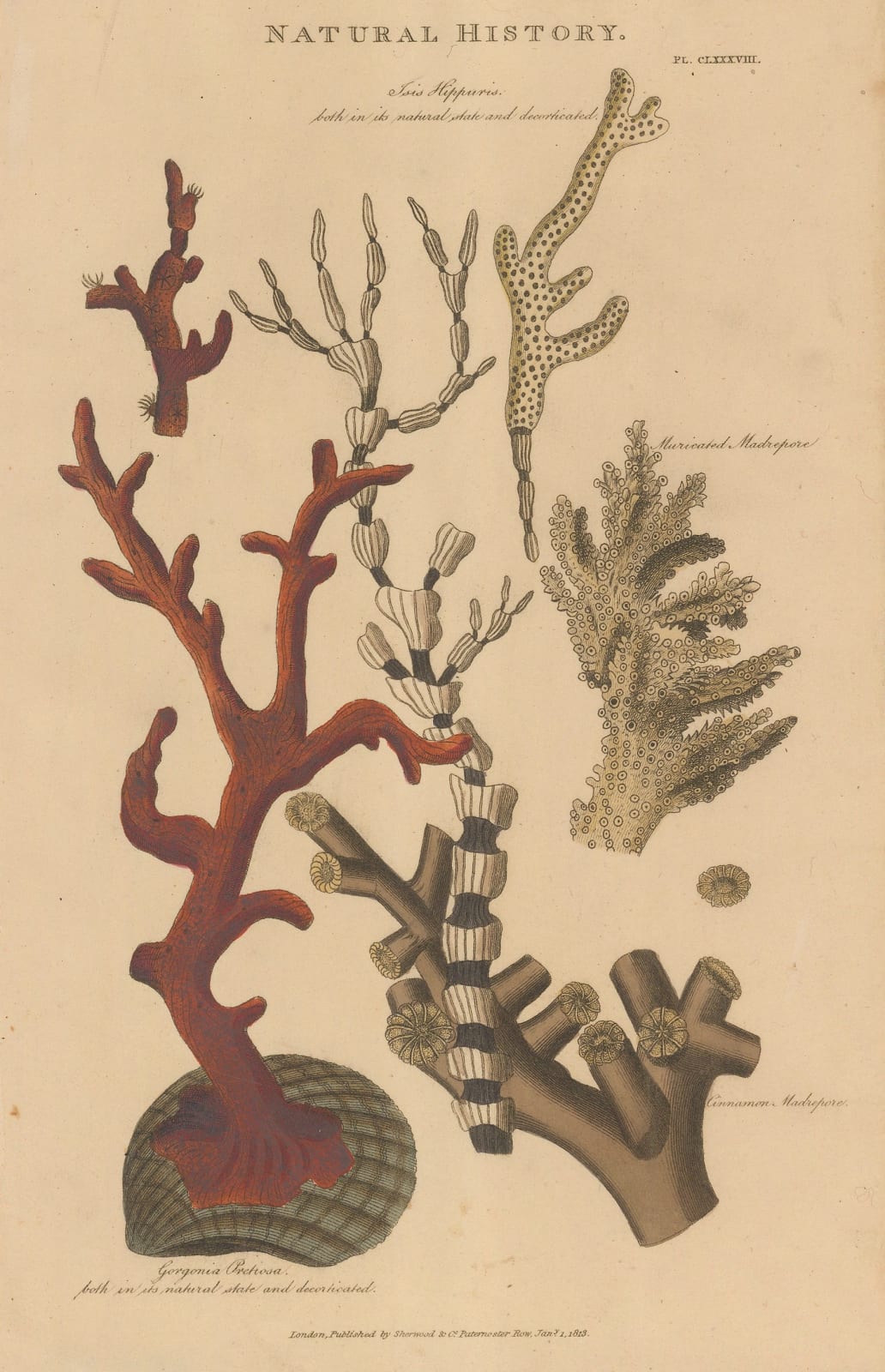 John Good, Coral - Striated and Red corals, 1813
