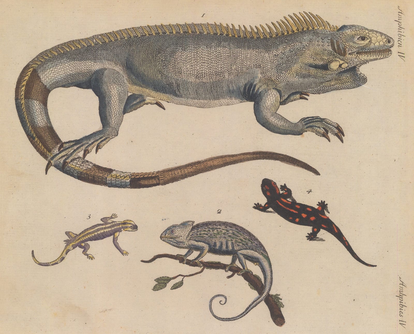 Friedrich Justin Bertuch, Iguana, Chameleon, and Salamanders, 1798