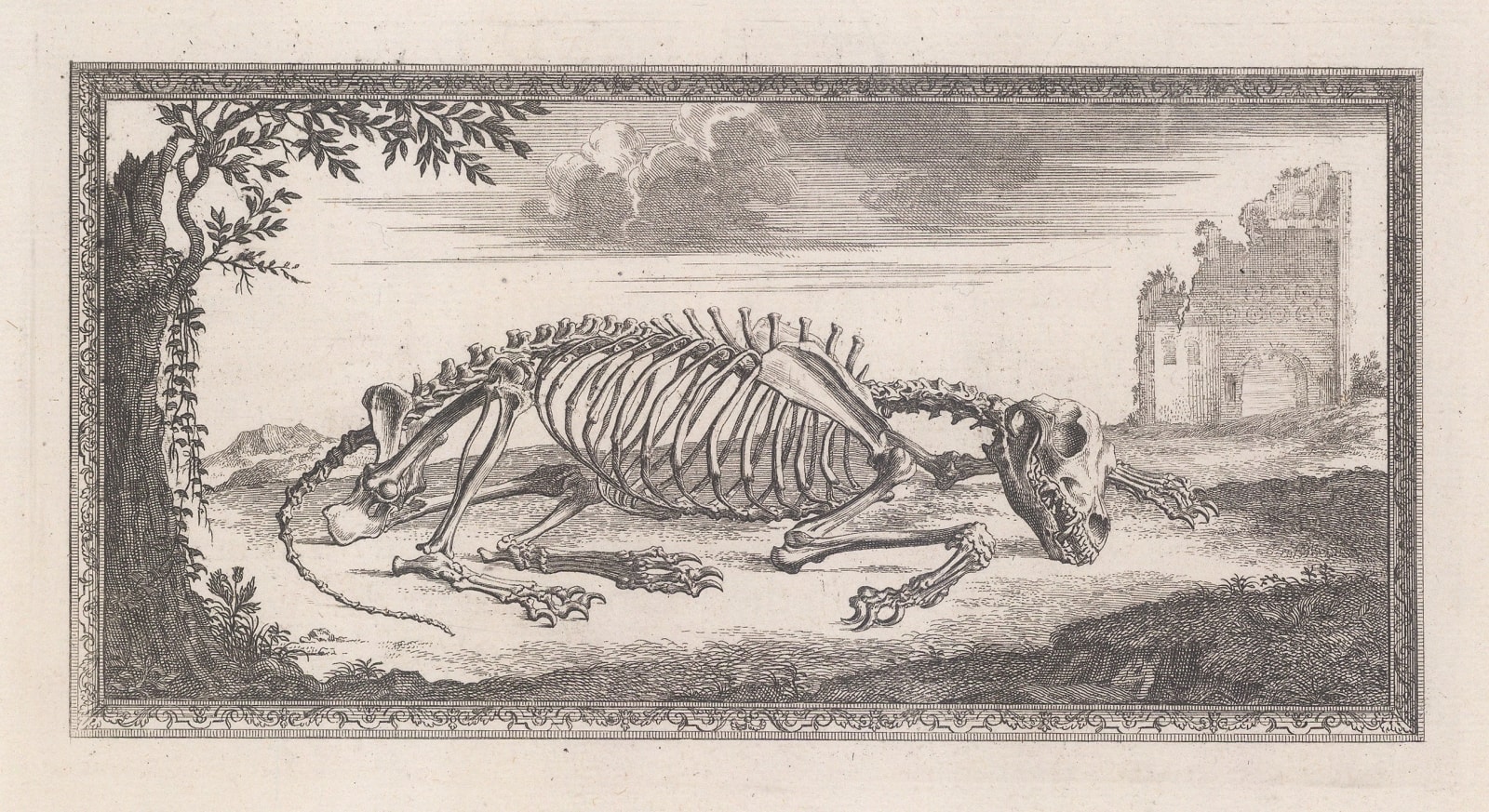 William Cheselden, Animal Anatomy - Lion, 1733