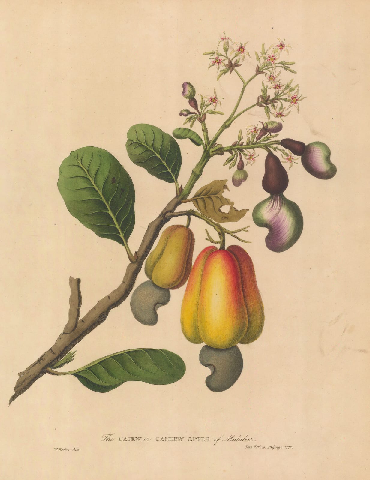 James Forbes, Cashew - Cashew Apple of Malabar, 1813