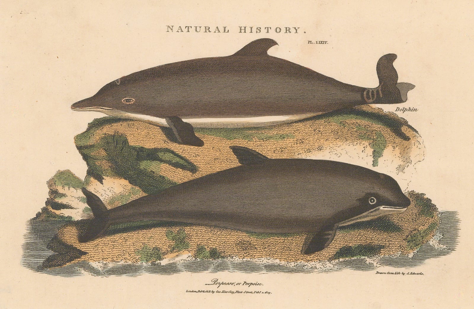 John Good, Dolphin and Porpoise, 1813