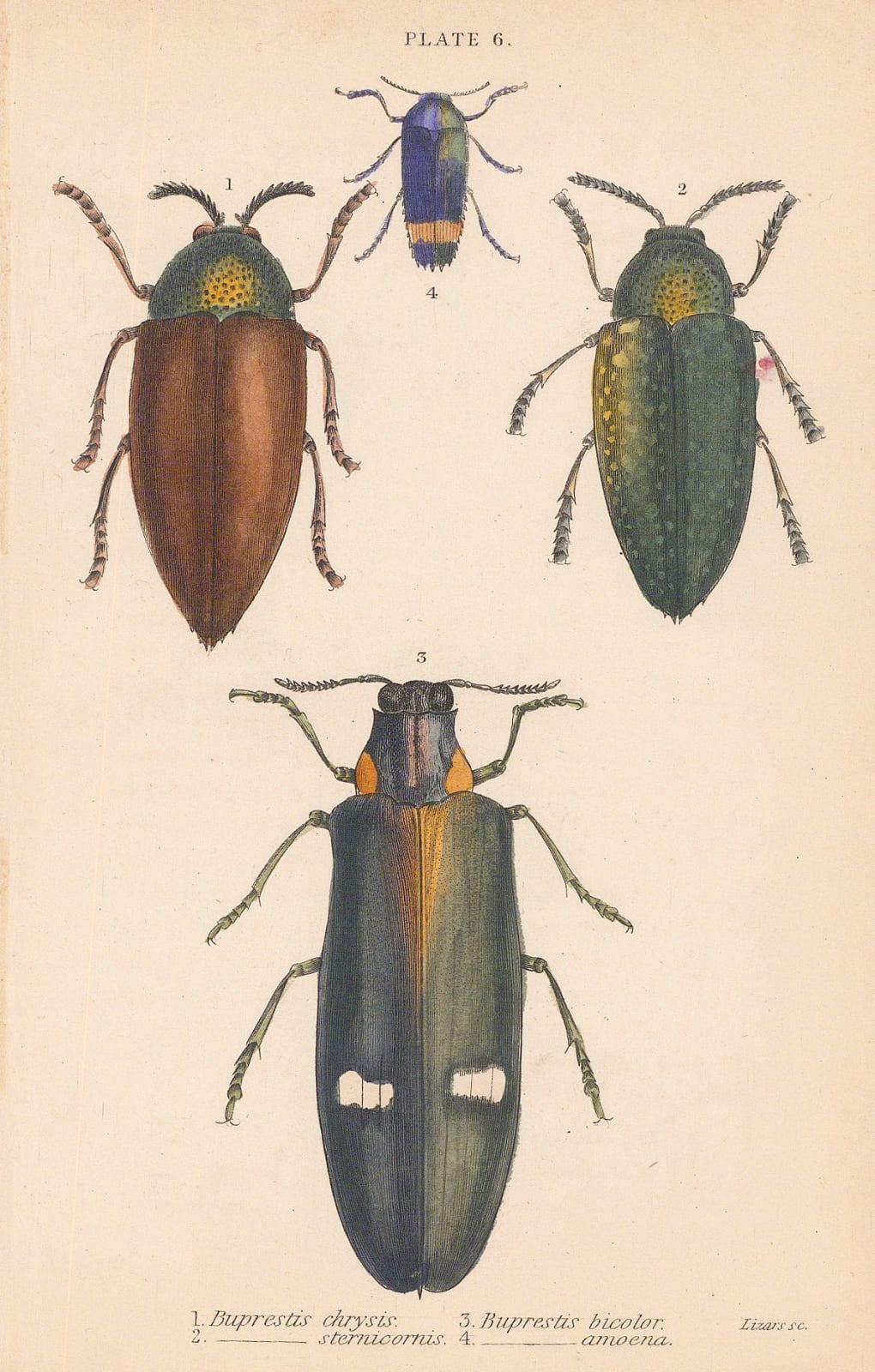Sir William Jardine, Beetles - Jewel beetles, 1843