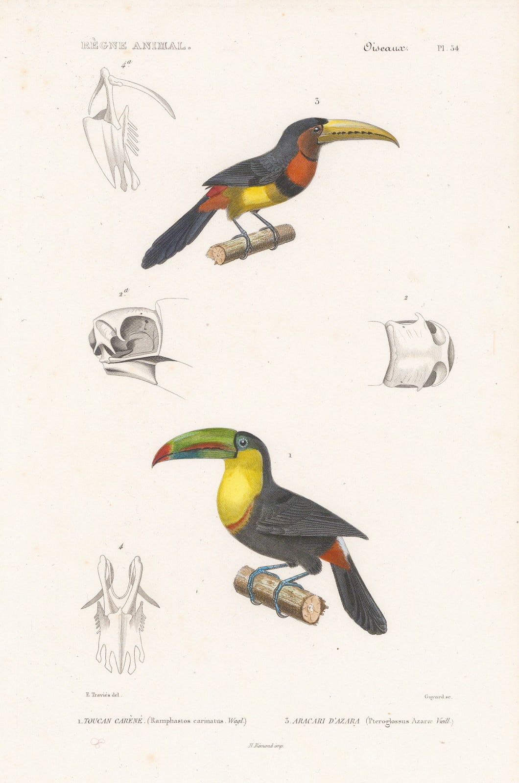 Baron Georges Cuvier, Toucans, 1849