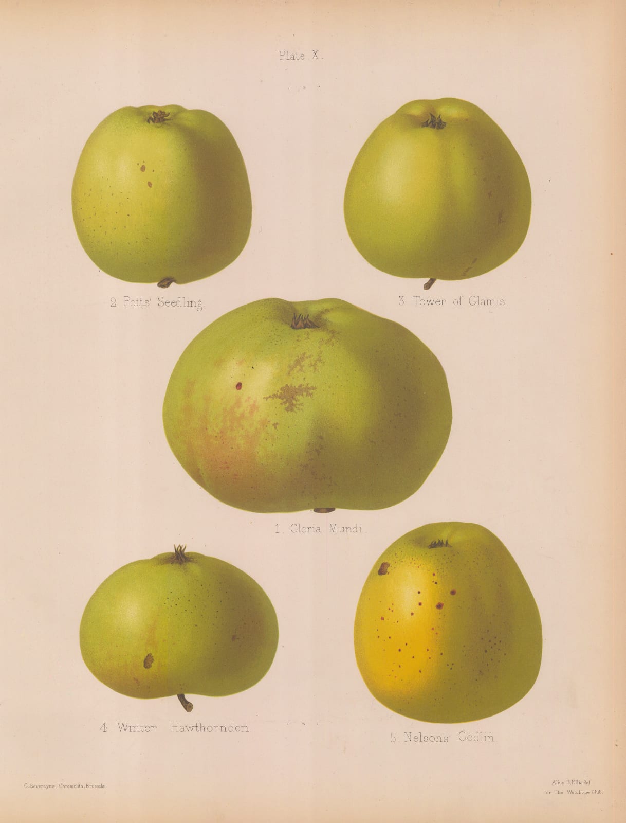 Henry Graves Bull, Apple - Varieties, 1885