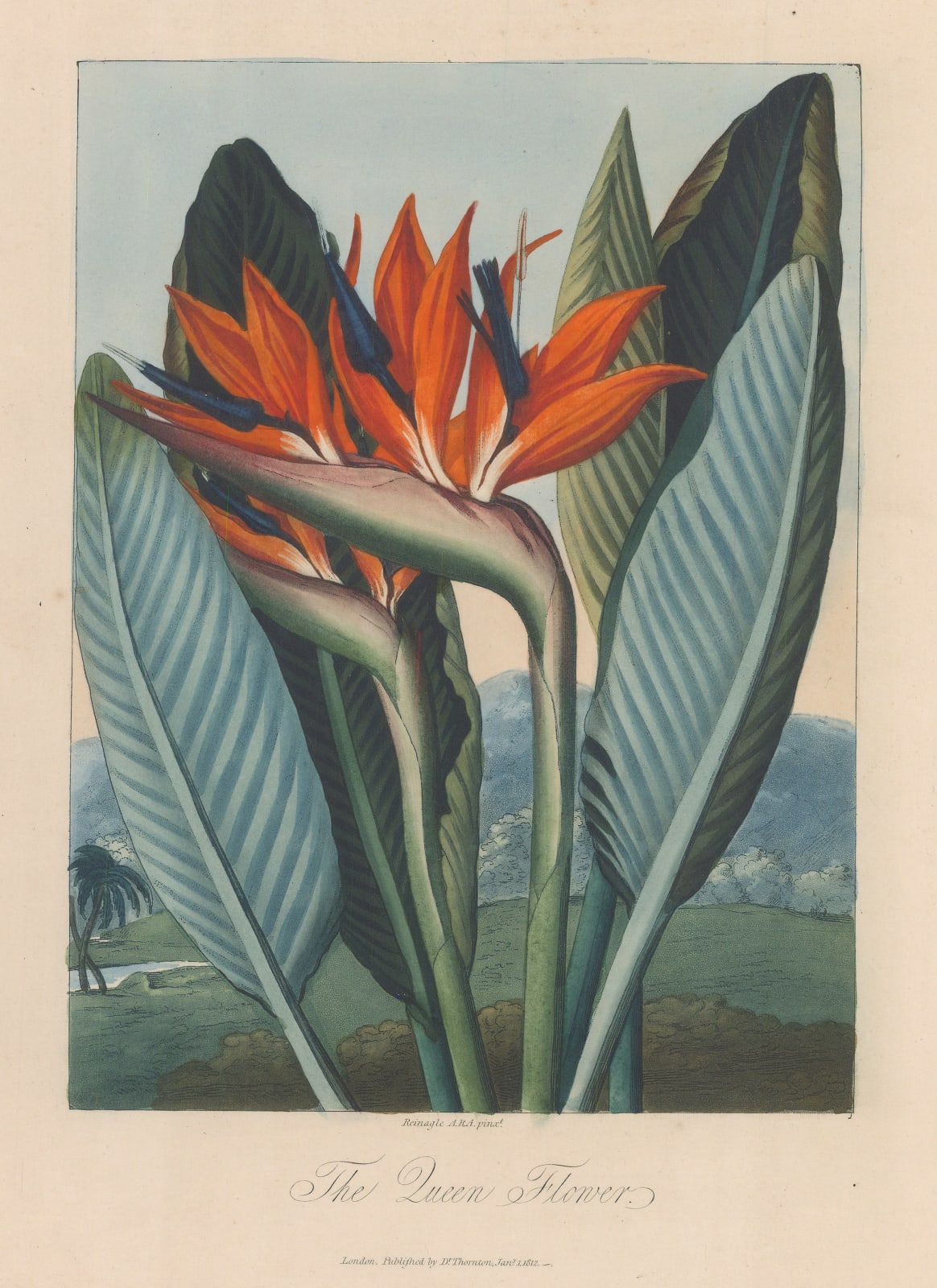 Dr. Robert Thornton, Bird of Paradise - Queen Flower, 1812
