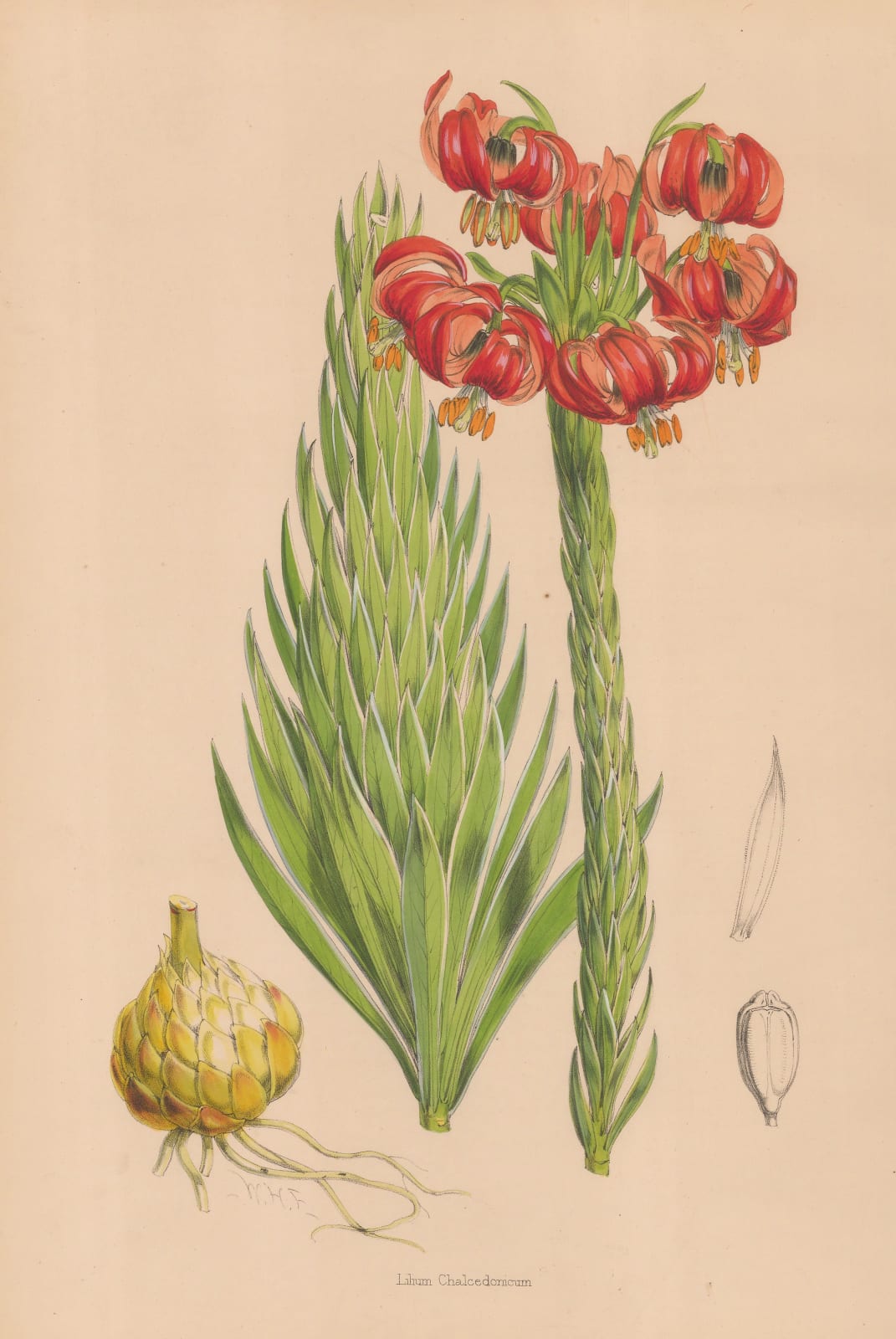 Walter Hood Fitch, Lily, 1880 c.