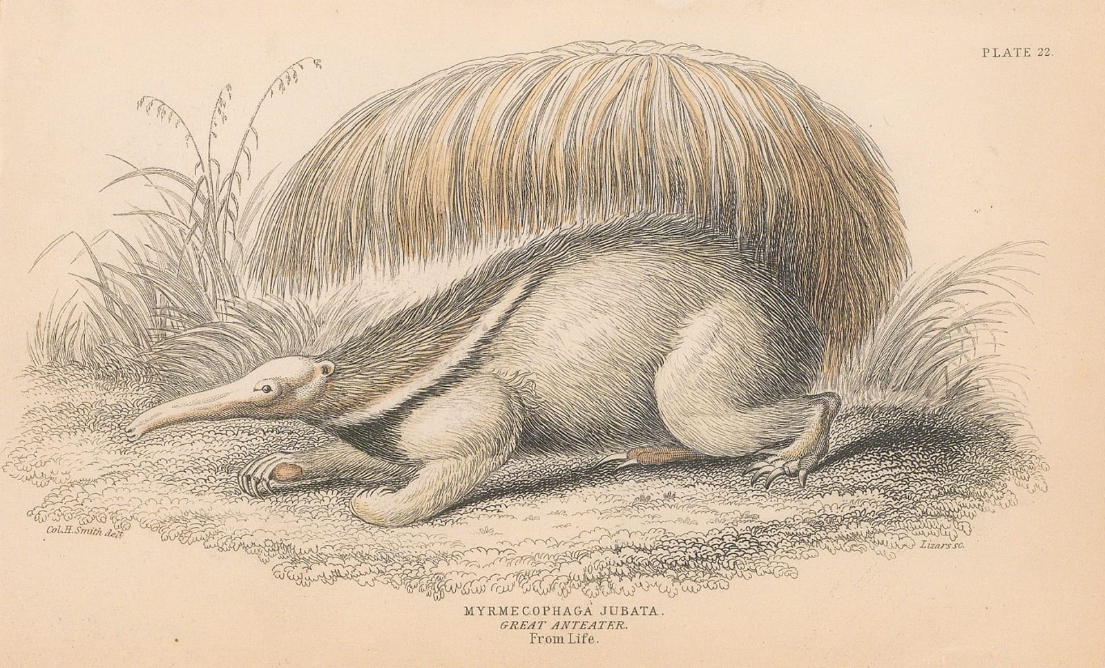 Sir William Jardine, Anteater - Great or Giant Anteater, 1843