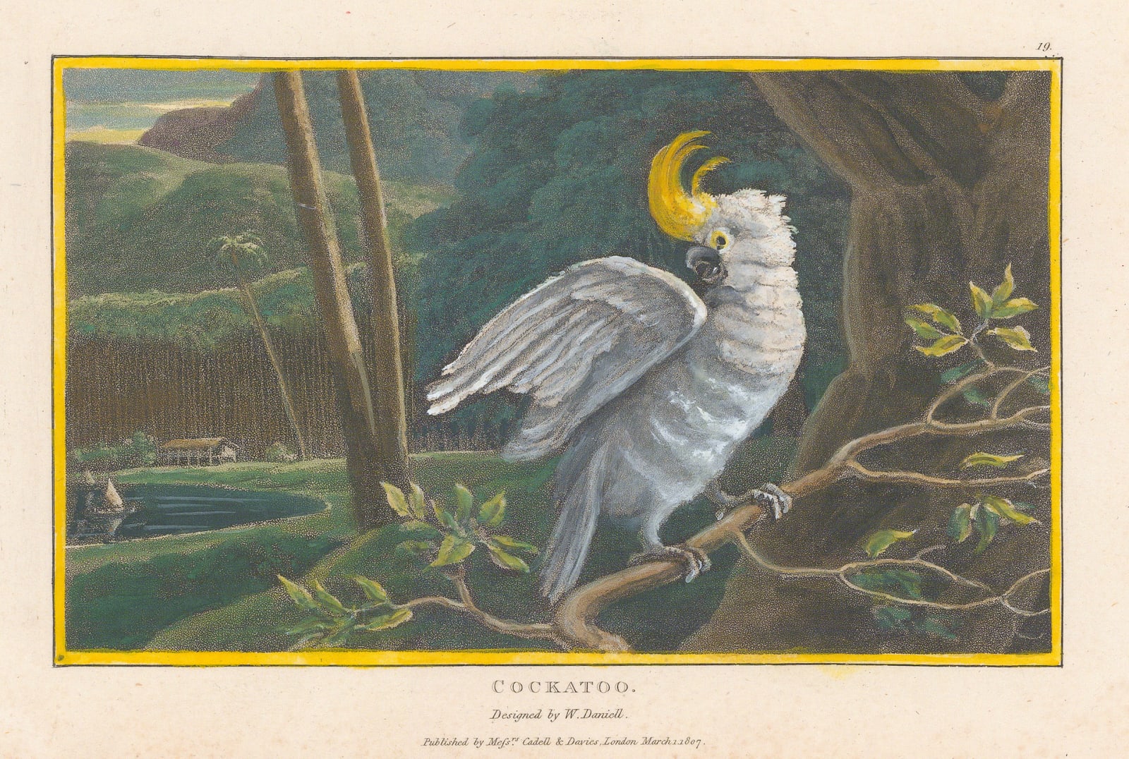 William Daniell, Cockatoo, 1807