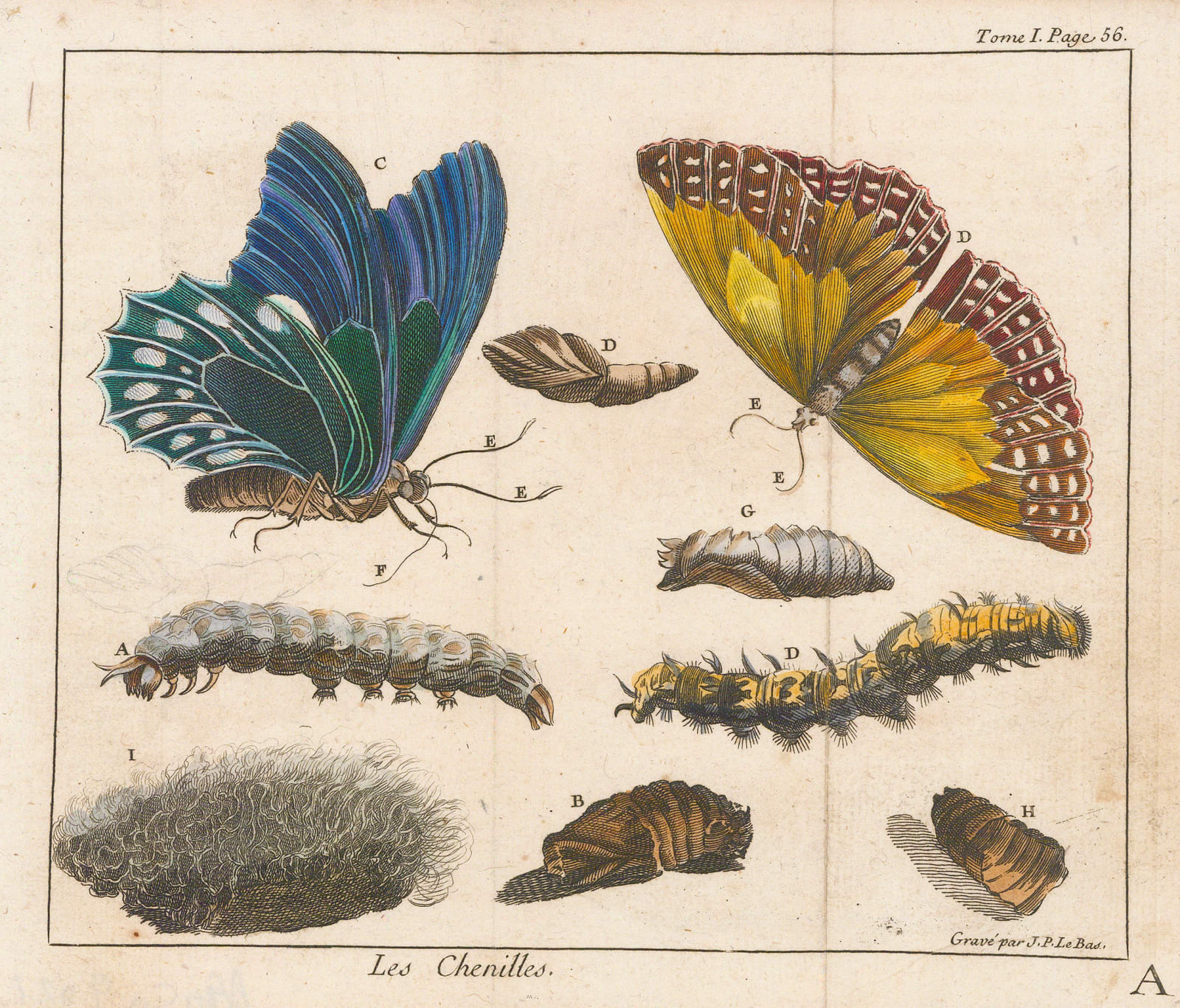 Madeleine Basseporte, Butterflies and caterpillars, 1750 c.
