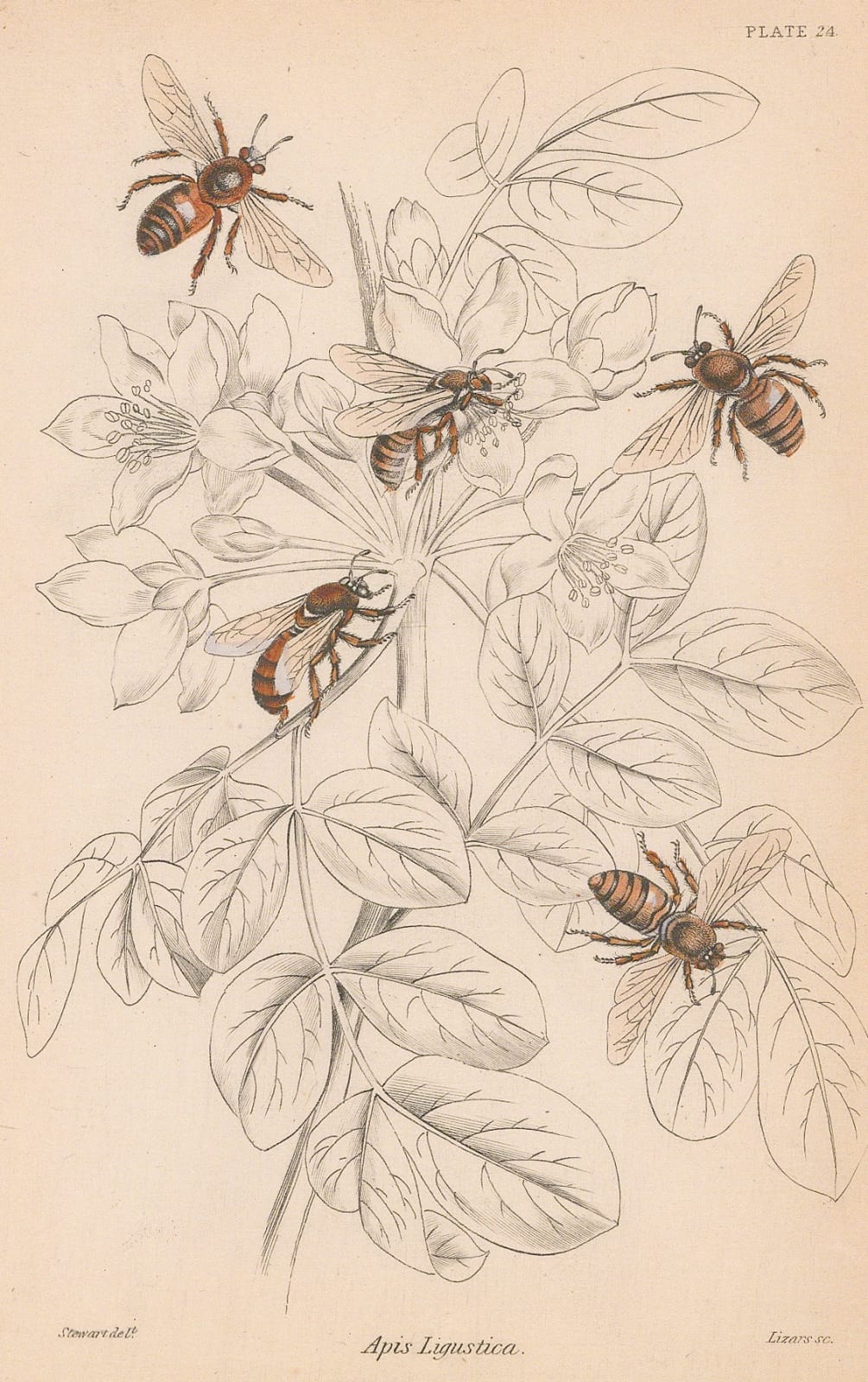 Sir William Jardine, Bees - Italian Honey Bee, 1859