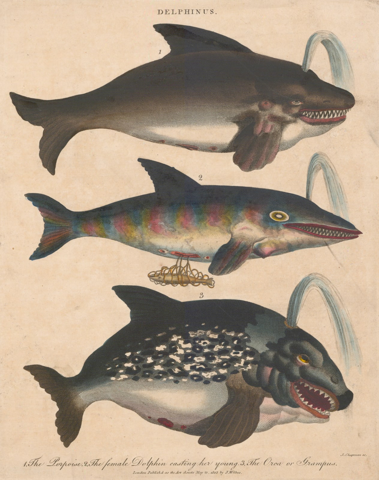 John Wilkes, Porpoise, Dolphin and Orca, 1829 c.