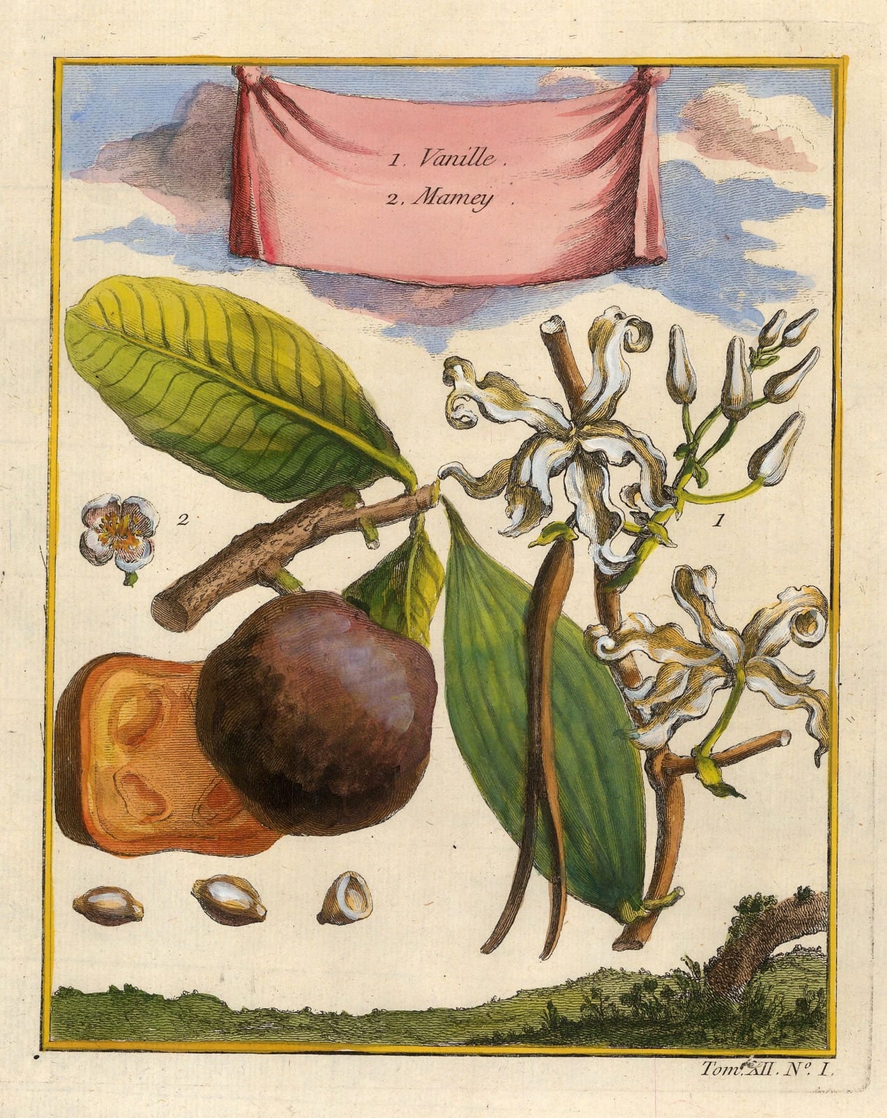Nicholas Bellin, Sapote and Vanilla, 1754