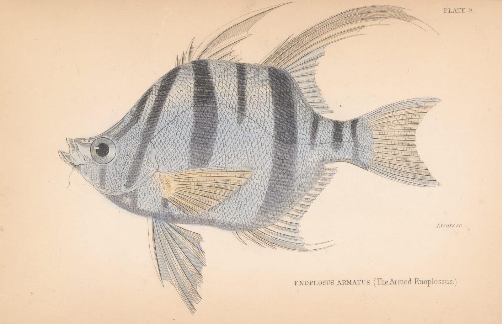 Sir William Jardine, Old Wife, 1835