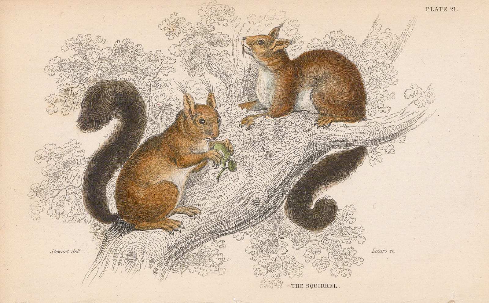 Sir William Jardine, Squirrel - Red squirrel, 1843