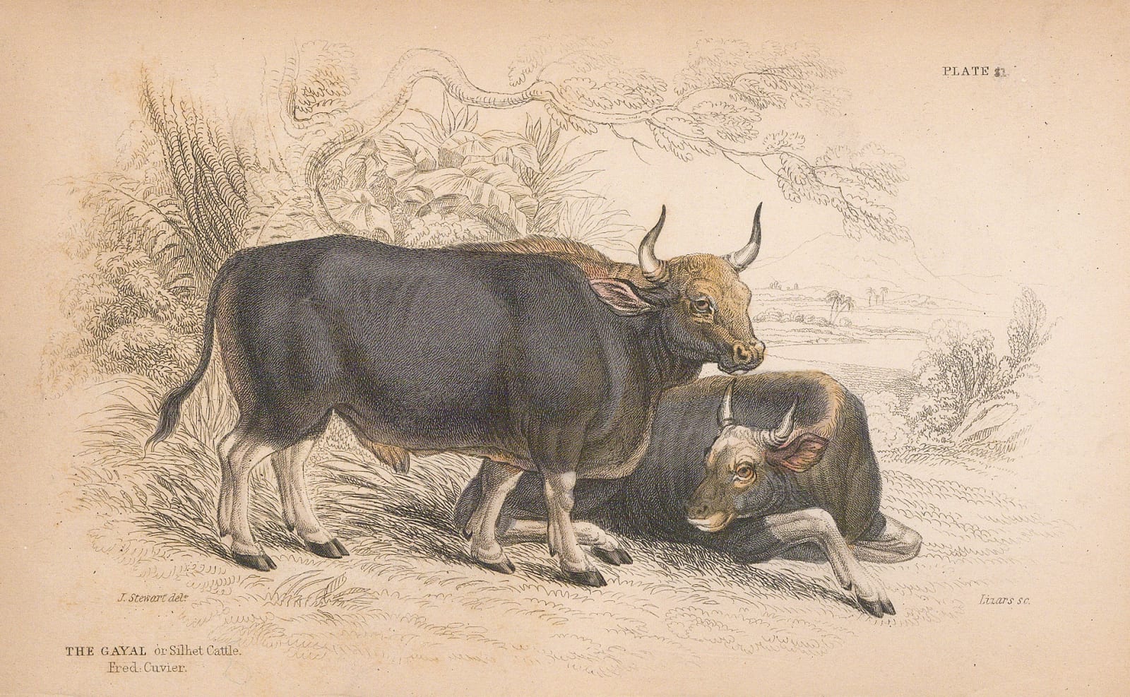 Sir William Jardine, Cattle - Gaur, 1866