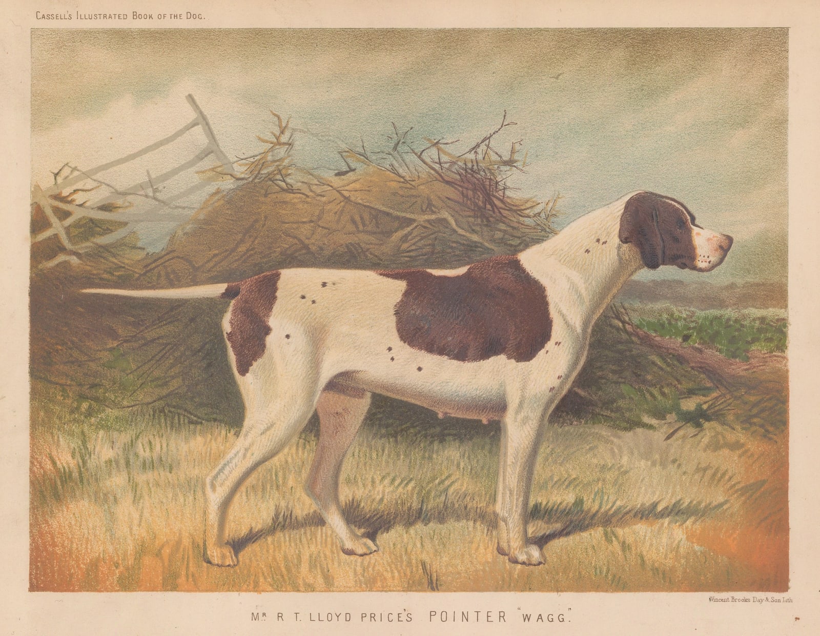 Cassell & Co., Shooting - English Pointer, 1890 c.