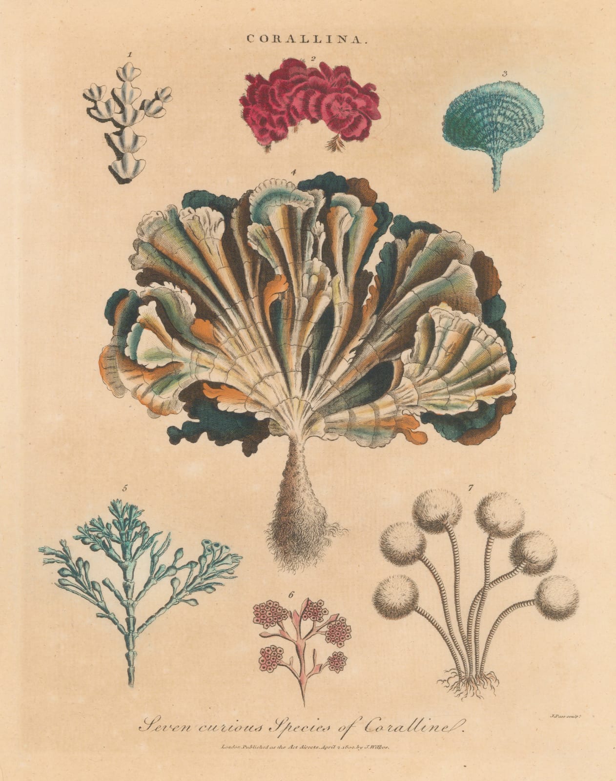 John Wilkes, Seaweeds (Coralina), 1829