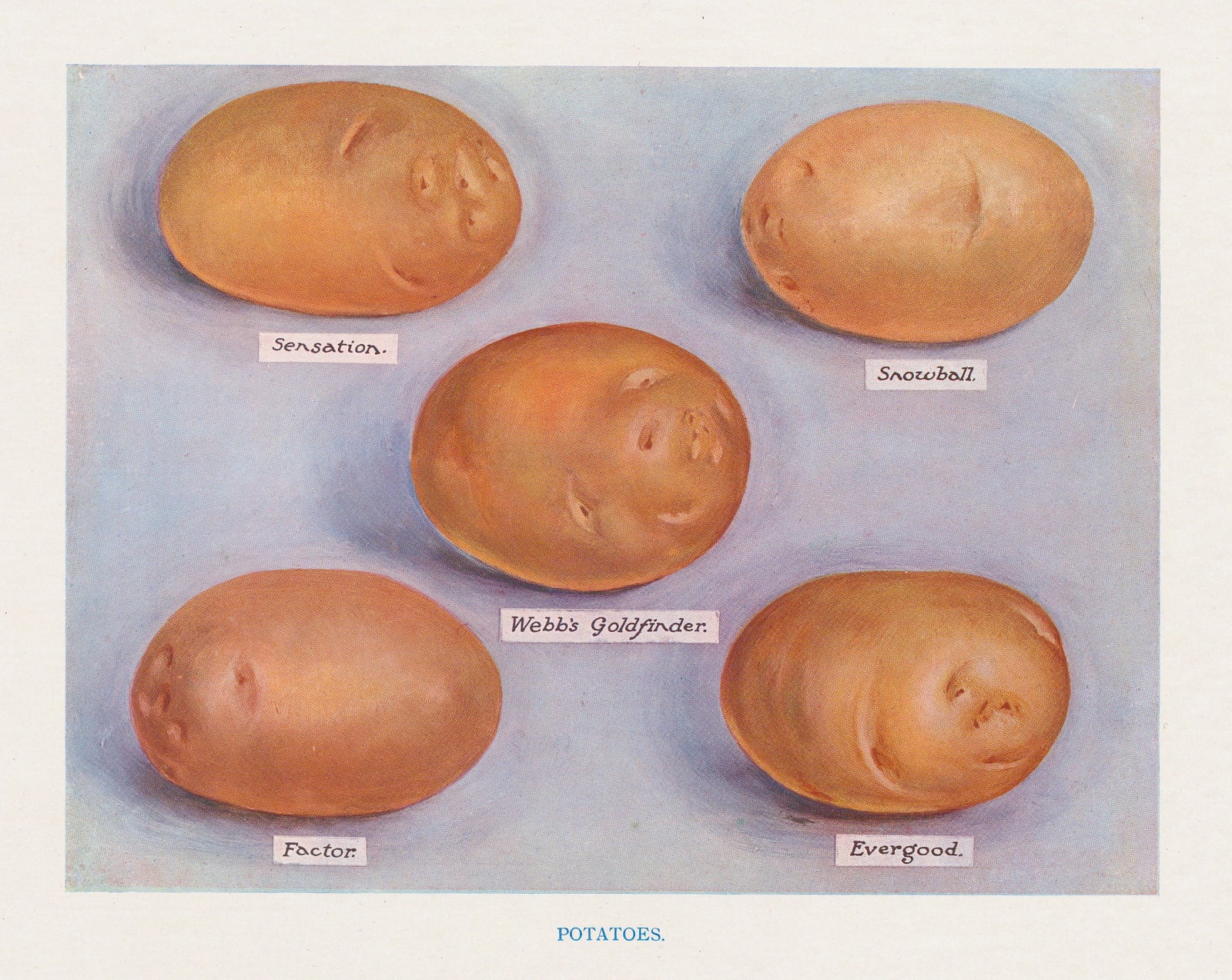 John Wright, Potatoes, 1890 c.