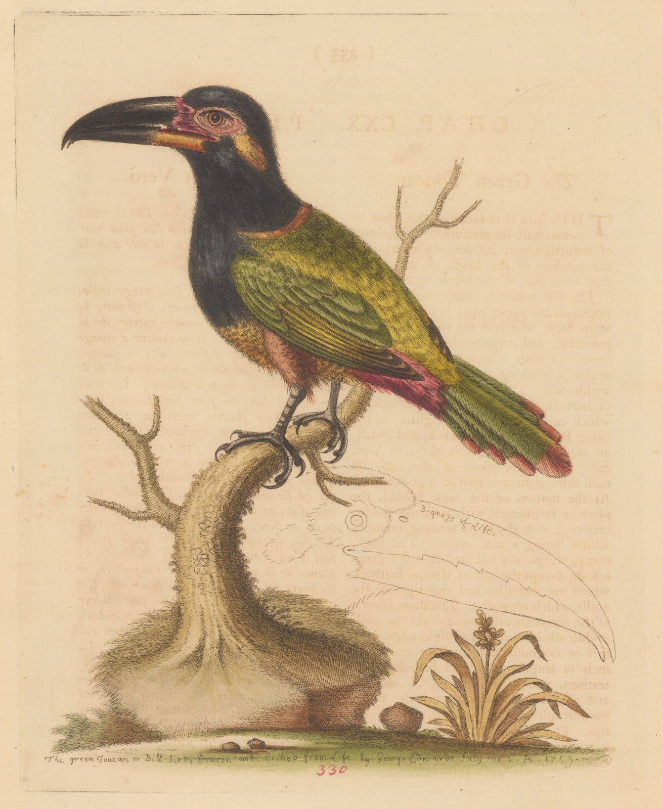 George Edwards, Toucan - Green billed Toucan, 1764