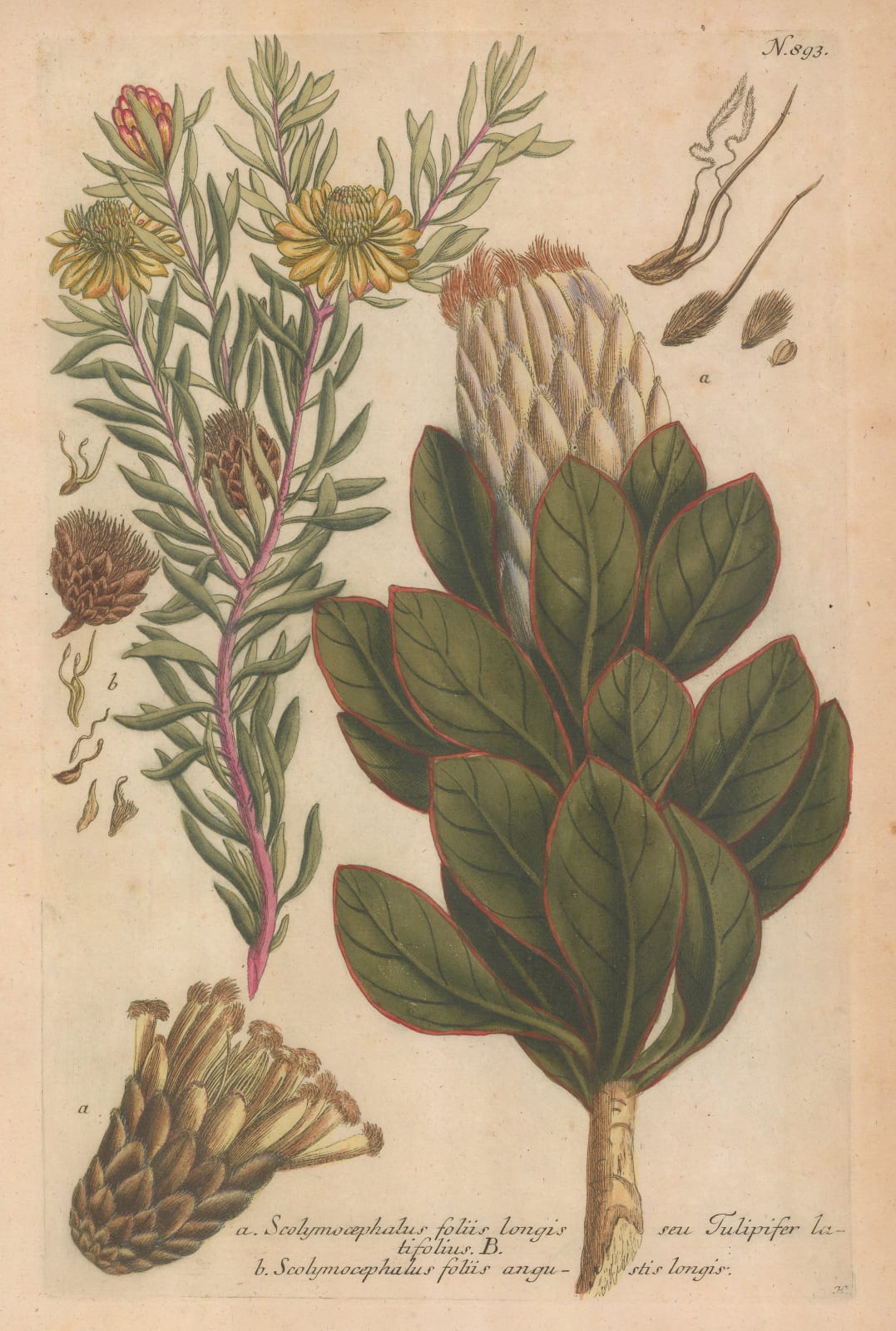 Johann Weinmann, Tulip Tree and Thistle Sugarbush, 1745